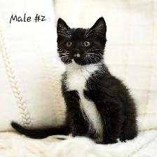 Adorable kittens - Photo 2