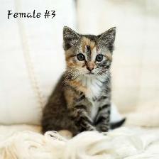 Adorable kittens - Photo 3