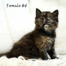 Adorable kittens - Photo 4