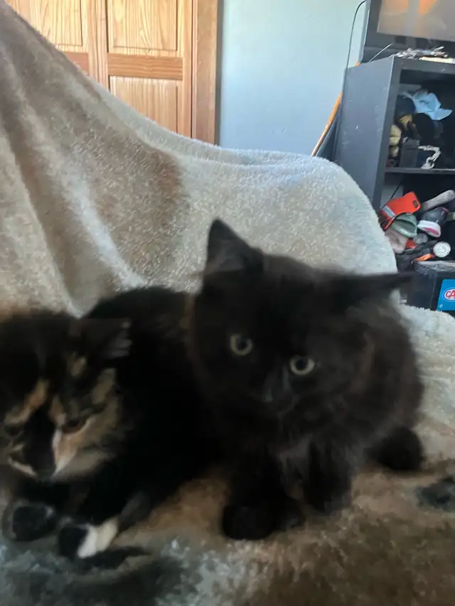 kittens for sale