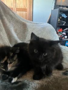 kittens for sale