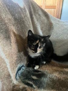 kittens for sale - Photo 2