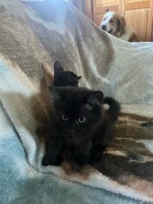 kittens for sale - Photo 3