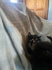kittens for sale - Photo 4