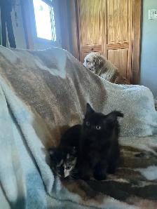 kittens for sale - Photo 5