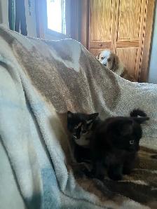 kittens for sale - Photo 6