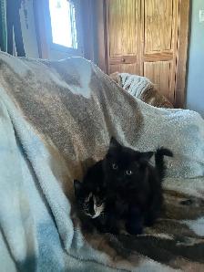 kittens for sale - Photo 7