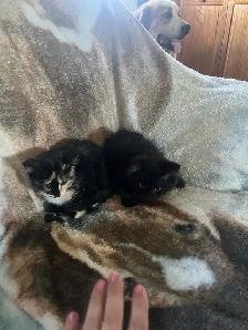 kittens for sale - Photo 8