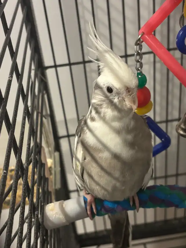Cockatiel White Face