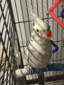 Cockatiel White Face