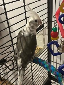 Cockatiel White Face - Photo 2