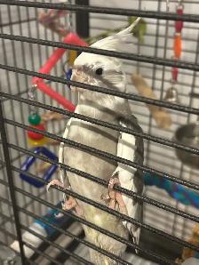 Cockatiel White Face - Photo 3