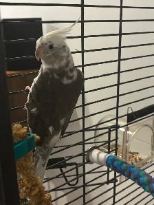 Cockatiel White Face - Photo 4