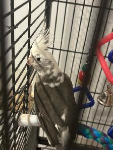 Cockatiel White Face - Photo 5