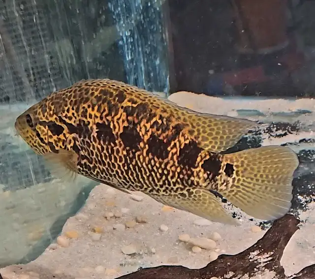 jaguar cichlid 10'