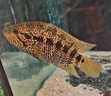 jaguar cichlid 10' - Photo 2