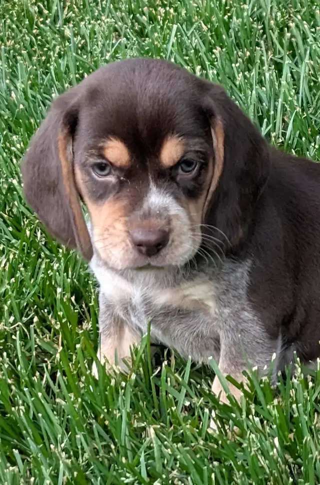 Purebred Beagle Puppies for Sale