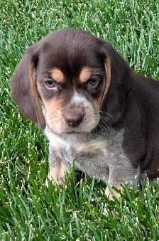 Purebred Beagle Puppies for Sale