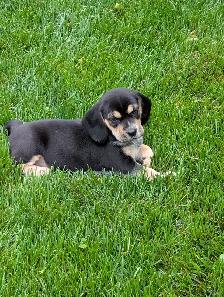 Purebred Beagle Puppies for Sale - Photo 2