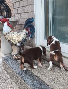 Purebred Beagle Puppies for Sale - Photo 3