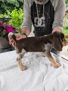 Purebred Beagle Puppies for Sale - Photo 4