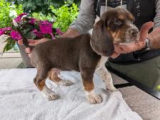 Purebred Beagle Puppies for Sale - Photo 5