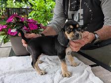 Purebred Beagle Puppies for Sale - Photo 6