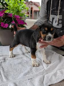 Purebred Beagle Puppies for Sale - Photo 7