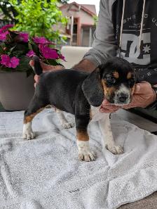 Purebred Beagle Puppies for Sale - Photo 8