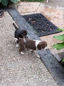Purebred Beagle Puppies for Sale - Photo 9
