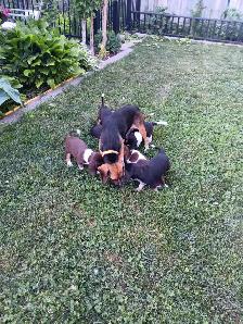 Purebred Beagle Puppies for Sale - Photo 10
