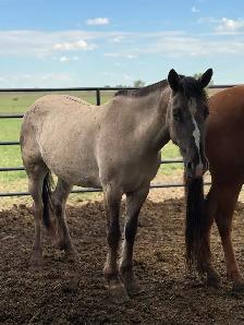 4 Year Old Grulla Mare