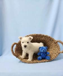 Beautiful Westie Boys, Ready to go!