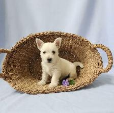 Beautiful Westie Boys, Ready to go! - Photo 2