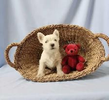 Beautiful Westie Boys, Ready to go! - Photo 3