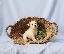 Beautiful Westie Boys, Ready to go! - Photo 4