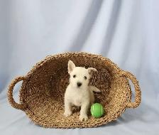 Beautiful Westie Boys, Ready to go! - Photo 5