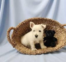 Beautiful Westie Boys, Ready to go! - Photo 6