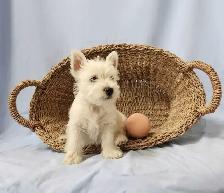 Beautiful Westie Boys, Ready to go! - Photo 7