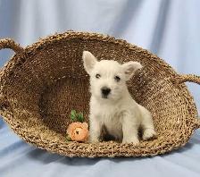 Beautiful Westie Boys, Ready to go! - Photo 8