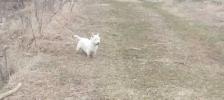 Beautiful Westie Boys, Ready to go! - Photo 9