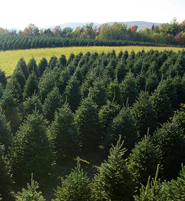 Christmas Tree equipment