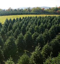 Christmas Tree equipment