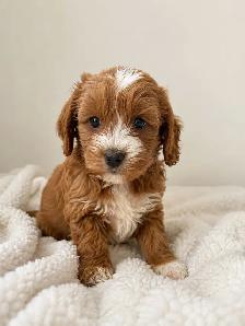 mini cavapoo puppies (cavalier King Charles X toy poodle) - Photo 2