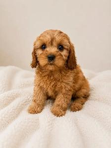mini cavapoo puppies (cavalier King Charles X toy poodle) - Photo 5
