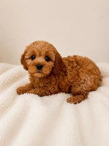 mini cavapoo puppies (cavalier King Charles X toy poodle) - Photo 6