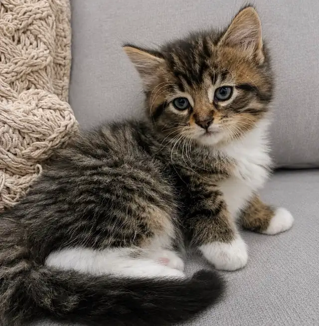Chaton Sibérien hypoallergenique