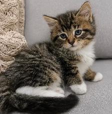Chaton Sibérien hypoallergenique