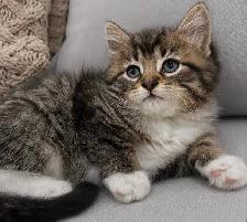 Chaton Sibérien hypoallergenique - Photo 3