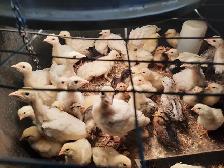 Turkey poults,bym chicks & muscovy chicks
